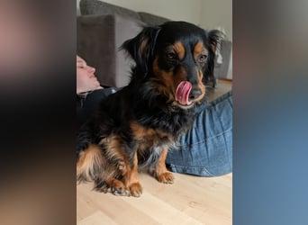 Kleiner Kokoni Mix HANSI sucht eine neue Familie!