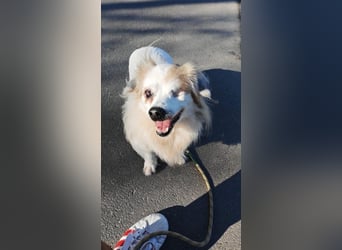 Kleiner Kokoni Mix KYON sucht eine eigene Familie!