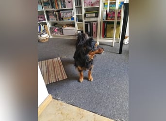 Kleiner Kokoni Mix HANSI sucht eine neue Familie!