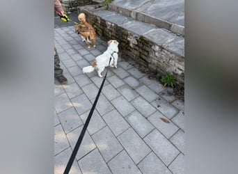 Kleiner Kokoni Mix KYON sucht eine eigene Familie!