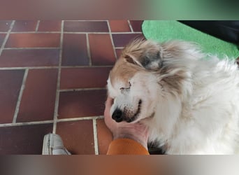 Kleiner Kokoni Mix KYON sucht eine eigene Familie!