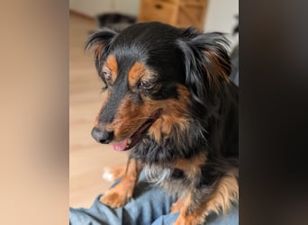 Kleiner Kokoni Mix HANSI sucht eine neue Familie!