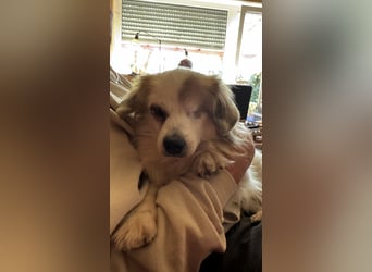 Kleiner Kokoni Mix KYON sucht eine Familie!