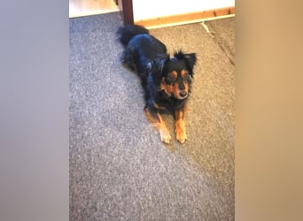 Kleiner Kokoni Mix HANSI sucht eine neue Familie!