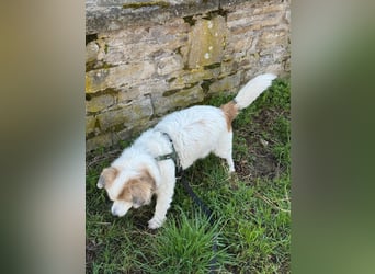 Kleiner Kokoni Mix KYON sucht eine eigene Familie!