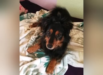 Kleiner Kokoni Mix HANSI sucht eine neue Familie!
