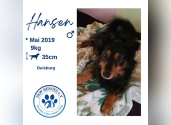 Kleiner Kokoni Mix HANSI sucht eine neue Familie!