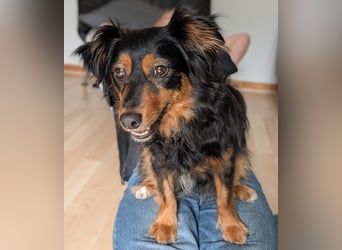 Kleiner Kokoni Mix HANSI sucht eine neue Familie!