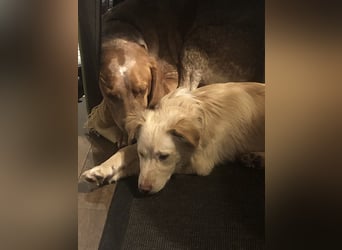 Kokoni Mix Frodo sucht sportliches Zuhause