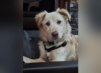 Kokoni Mix Frodo sucht sportliches Zuhause