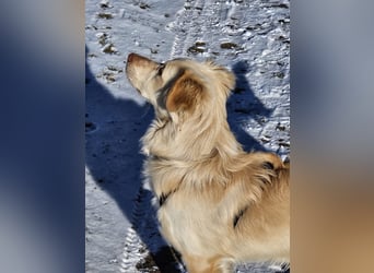 Kokoni Mix Frodo sucht sportliches Zuhause