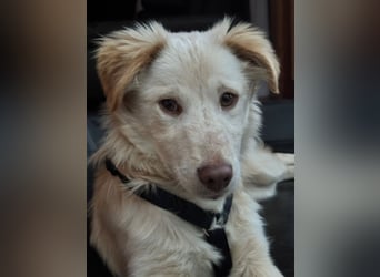 Kokoni Mix Frodo sucht sportliches Zuhause