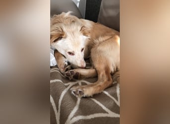 Kokoni Mix Frodo sucht sportliches Zuhause