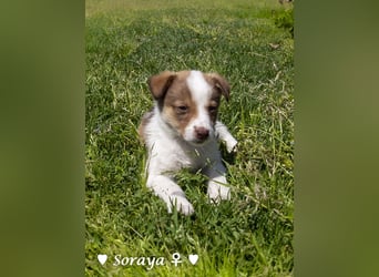 Soraya sucht  ein Zuhause