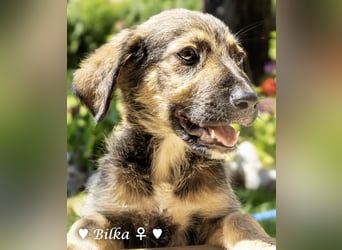 Baci, Bado und Bilka suchen ab 1.8. ein Zuhause