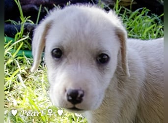 Casper, Lily und Dove  suchen ihre Familie ab Oktober