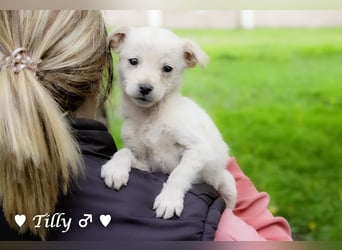 Tinkerbell und ihre Welpen   suchen ab Januar ein Zuhause