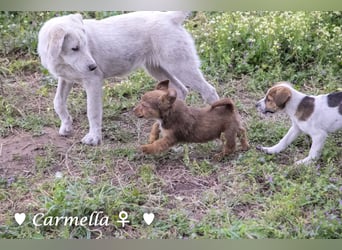 Copper m., Cinnamon w. und Carmella w. suchen  ein Zuhause