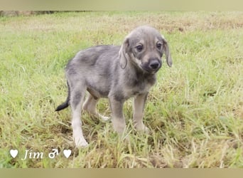 Update:  John und Jim suchen ab Dezember ein Zuhause