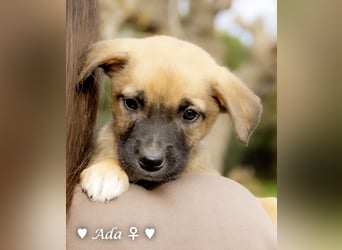 Sechs süße Welpen  suchen ein Zuhause