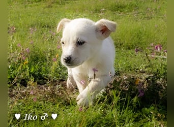 Inka und ihre Welpen suchen ein Zuhause