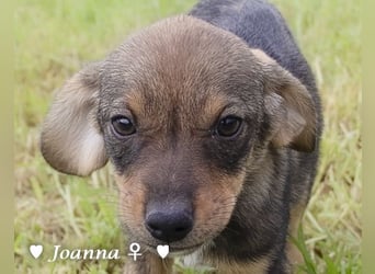 Update: Juna, Julie, Joanna und Jill  suchen ab Dezember  ein Zuhause