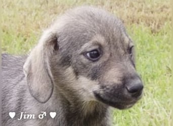 John und Jim suchen ab Dezember ein Zuhause