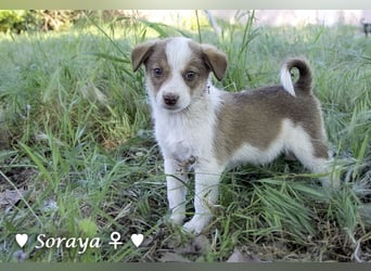 Update: Soraya  und Krissie suchen  ein Zuhause