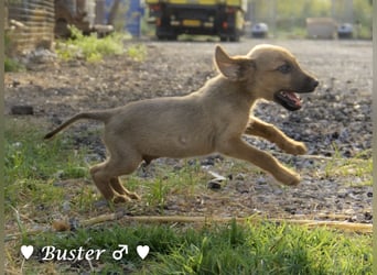 Bilko,  Buster und  Blacky  suchen ein Zuhause