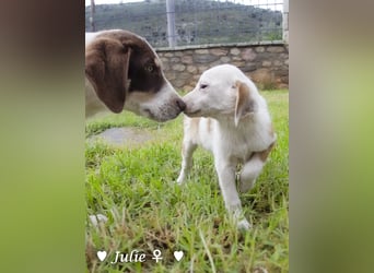 Update: Julie, John und Jim suchen ab Dezember ein Zuhause