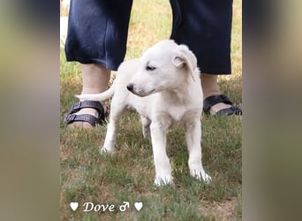 Nur Dove  sucht  noch ihre Familie ab Oktober