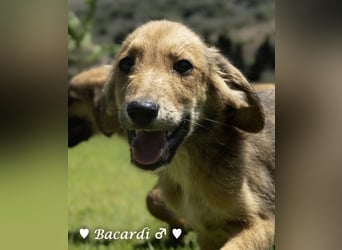 Bacardi, Biala, Babette und Bizou suchen ab August ihr Zuhause