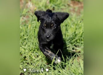 Alfie und seine Geschwister suchen ein Zuhause