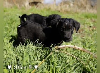 Alfie und seine Geschwister suchen ein Zuhause