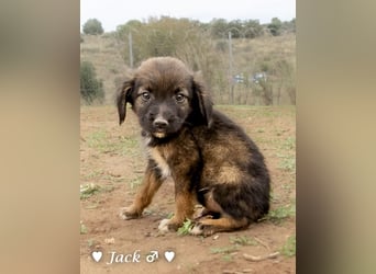 Jack, John und Jim suchen ab Januar ein Zuhause