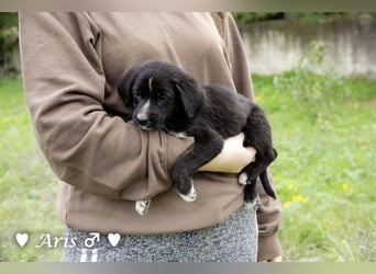 Sechs süße Welpen  suchen ein Zuhause