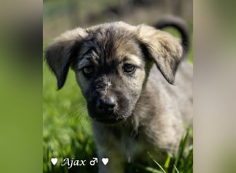 Alfie und seine Geschwister suchen ein Zuhause