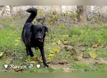 Raven sucht ab Januar ein Zuhause