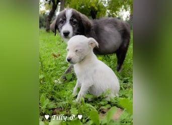 Tilly sucht noch  ab Januar ein Zuhause