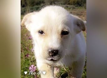 Inka und ihre Welpen suchen ein Zuhause