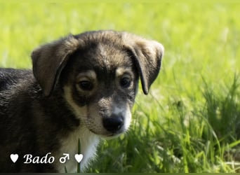 Baci, Bado und Bilka suchen ab 1.8. ein Zuhause