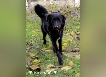 Raven sucht ab Januar ein Zuhause