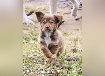 Copper m., Cinnamon w. und Carmella w. suchen  ein Zuhause