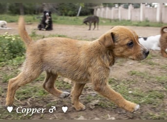 Copper m., Cinnamon w. und Carmella w. suchen  ein Zuhause