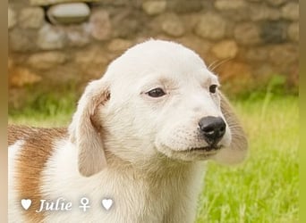 Update: Juna, Julie, Joanna und Jill  suchen ab Dezember  ein Zuhause