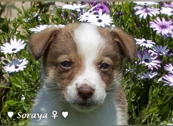 Soraya sucht  ein Zuhause