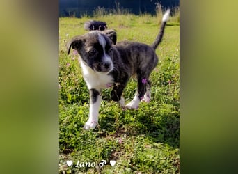 Inka und ihre Welpen suchen ein Zuhause