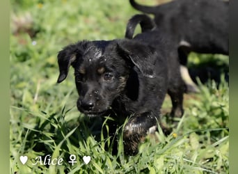 Alfie und seine Geschwister suchen ein Zuhause