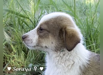 Update: Soraya  und Krissie suchen  ein Zuhause