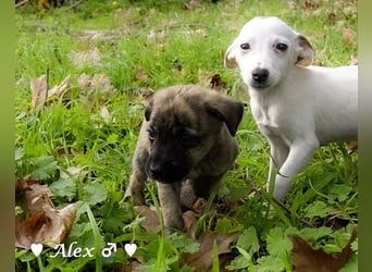 Sechs süße Welpen  suchen ein Zuhause